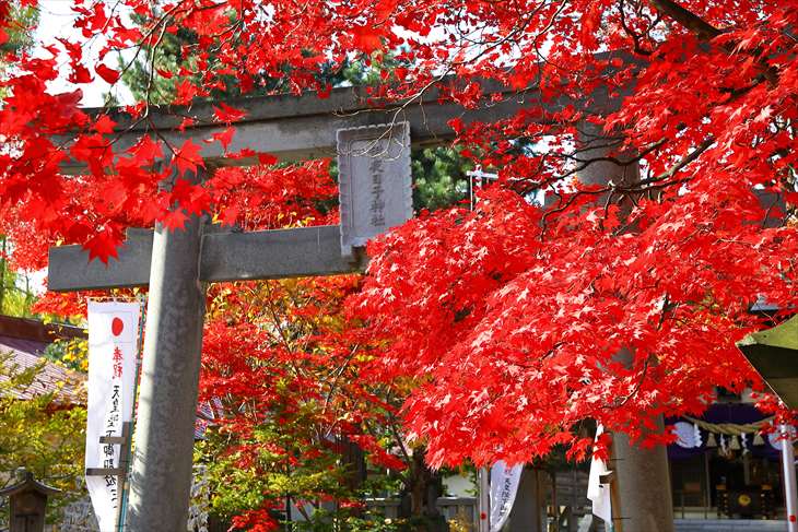 弥彦神社 鳥居と紅葉