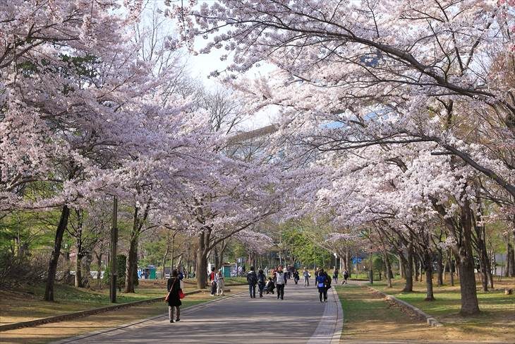 中島公園 桜