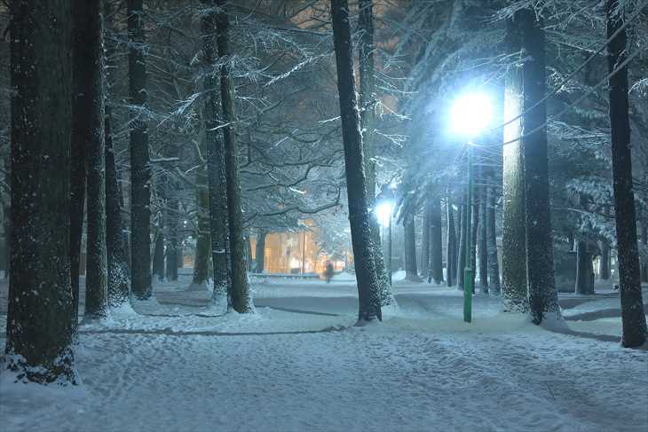 冬の夜の円山公園